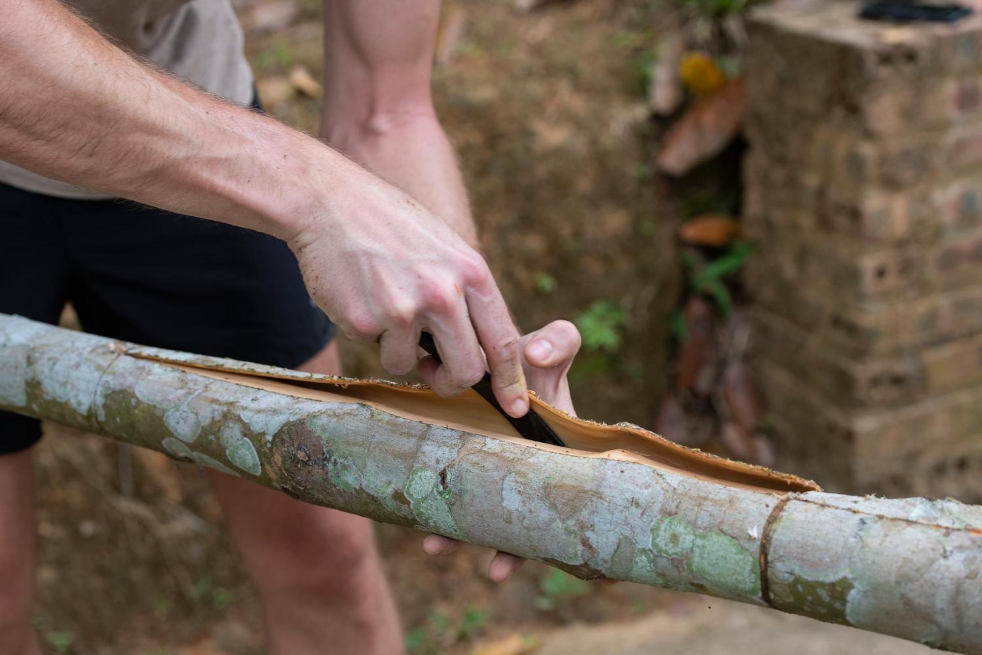 Cinnamon Eco *