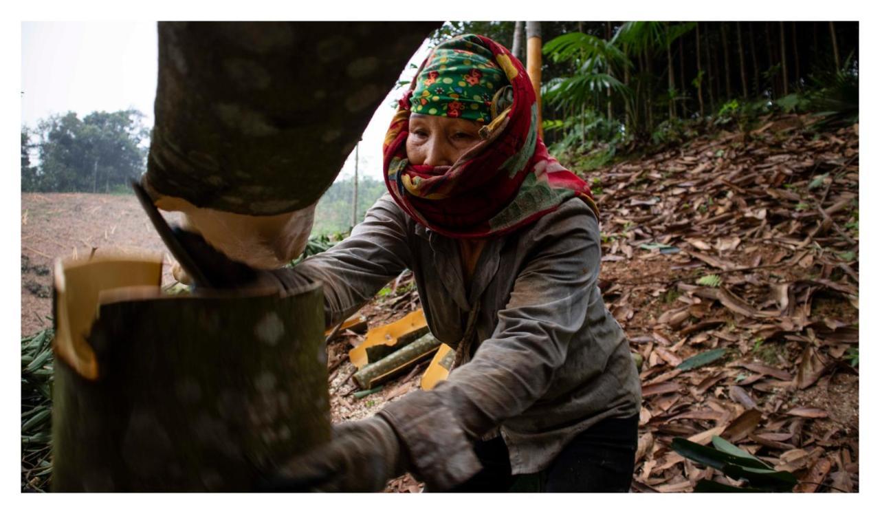 Cinnamon Eco * Nam Hoac