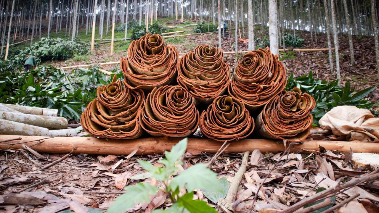 Cinnamon Eco *