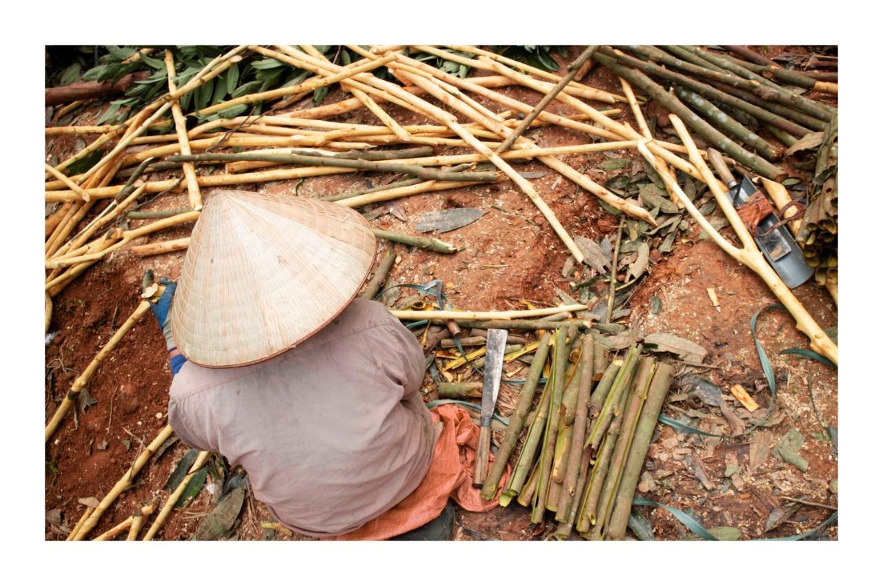 Cinnamon Eco